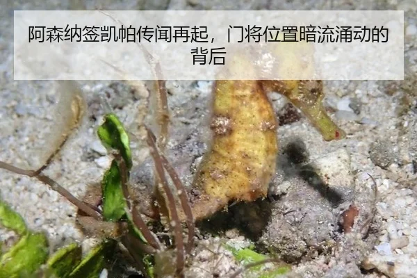 阿森纳签凯帕传闻再起，门将位置暗流涌动的背后